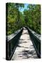 Wooden Path in the middle of a Forest in Florida-Philippe Hugonnard-Stretched Canvas