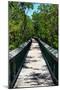 Wooden Path in the middle of a Forest in Florida-Philippe Hugonnard-Mounted Photographic Print