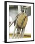 Wooden Pulley and Rope of Boat Rigging-null-Framed Photographic Print