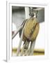 Wooden Pulley and Rope of Boat Rigging-null-Framed Photographic Print