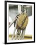 Wooden Pulley and Rope of Boat Rigging-null-Framed Photographic Print