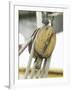 Wooden Pulley and Rope of Boat Rigging-null-Framed Photographic Print