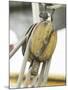 Wooden Pulley and Rope of Boat Rigging-null-Mounted Photographic Print