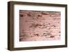 Wooden Texture Background-Piyaphat-Framed Photographic Print