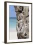 Wooden Tree Sculpture, Long Bay, Antigua, Leeward Islands, West Indies, Caribbean, Central America-Robert Harding-Framed Photographic Print