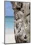 Wooden Tree Sculpture, Long Bay, Antigua, Leeward Islands, West Indies, Caribbean, Central America-Robert Harding-Mounted Photographic Print