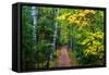 Wooden Walking Trail in Acadia National Park, Maine, USA-Joanne Wells-Framed Stretched Canvas