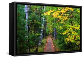 Wooden Walking Trail in Acadia National Park, Maine, USA-Joanne Wells-Framed Stretched Canvas