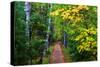Wooden Walking Trail in Acadia National Park, Maine, USA-Joanne Wells-Stretched Canvas