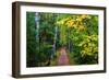 Wooden Walking Trail in Acadia National Park, Maine, USA-Joanne Wells-Framed Photographic Print