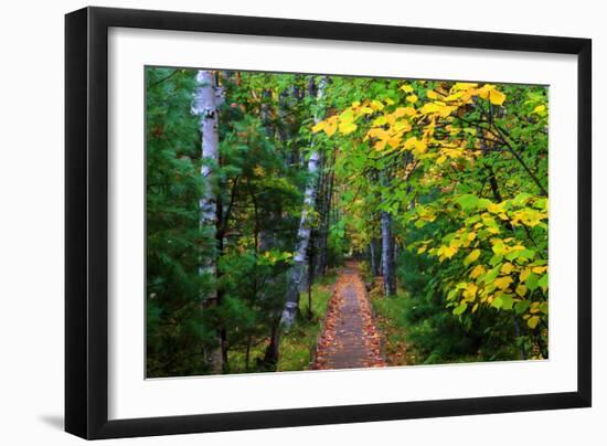 Wooden Walking Trail in Acadia National Park, Maine, USA-Joanne Wells-Framed Photographic Print