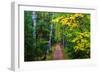 Wooden Walking Trail in Acadia National Park, Maine, USA-Joanne Wells-Framed Photographic Print