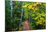 Wooden Walking Trail in Acadia National Park, Maine, USA-Joanne Wells-Mounted Photographic Print
