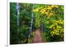 Wooden Walking Trail in Acadia National Park, Maine, USA-Joanne Wells-Framed Photographic Print