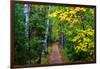 Wooden Walking Trail in Acadia National Park, Maine, USA-Joanne Wells-Framed Photographic Print