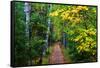 Wooden Walking Trail in Acadia National Park, Maine, USA-Joanne Wells-Framed Stretched Canvas