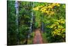 Wooden Walking Trail in Acadia National Park, Maine, USA-Joanne Wells-Stretched Canvas