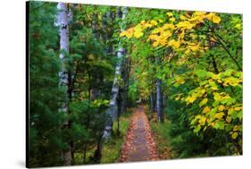 Wooden Walking Trail in Acadia National Park, Maine, USA-Joanne Wells-Stretched Canvas