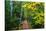 Wooden Walking Trail in Acadia National Park, Maine, USA-Joanne Wells-Stretched Canvas