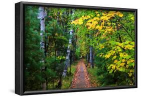 Wooden Walking Trail in Acadia National Park, Maine, USA-Joanne Wells-Framed Photographic Print