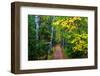 Wooden Walking Trail in Acadia National Park, Maine, USA-Joanne Wells-Framed Photographic Print