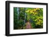 Wooden Walking Trail in Acadia National Park, Maine, USA-Joanne Wells-Framed Photographic Print