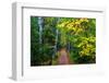 Wooden Walking Trail in Acadia National Park, Maine, USA-Joanne Wells-Framed Photographic Print