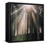 Woodland, Autumn Forest-Ake Lindau-Framed Stretched Canvas