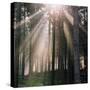 Woodland, Autumn Forest-Ake Lindau-Stretched Canvas