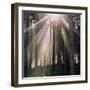 Woodland, Autumn Forest-Ake Lindau-Framed Photographic Print