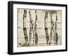 Woodland Birch-The Saturday Evening Post-Framed Giclee Print