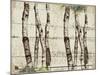 Woodland Birch-The Saturday Evening Post-Mounted Giclee Print