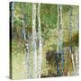 Woodland Birch-Alexys Henry-Stretched Canvas