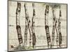 Woodland Birches-null-Mounted Giclee Print