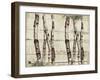 Woodland Birches-null-Framed Giclee Print