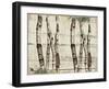 Woodland Birches-null-Framed Giclee Print