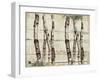 Woodland Birches-null-Framed Giclee Print