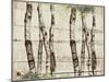 Woodland Birches-null-Mounted Giclee Print