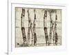 Woodland Birches-null-Framed Giclee Print