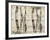 Woodland Birches-null-Framed Giclee Print