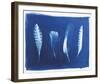 Woodland Bird's Feathers-Sarah Cheyne-Framed Giclee Print