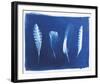 Woodland Bird's Feathers-Sarah Cheyne-Framed Giclee Print