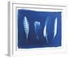 Woodland Bird's Feathers-Sarah Cheyne-Framed Giclee Print