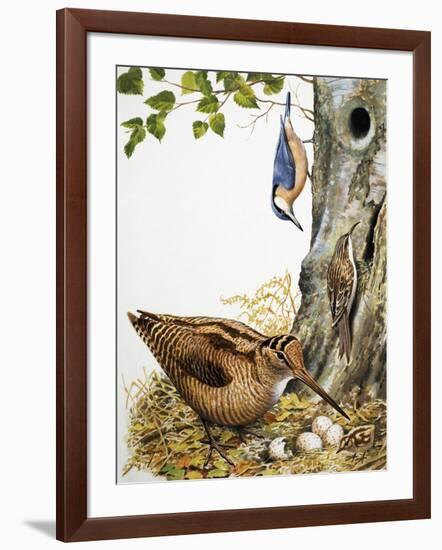 Woodland Birds-R. B. Davis-Framed Giclee Print