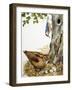 Woodland Birds-R. B. Davis-Framed Giclee Print