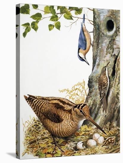Woodland Birds-R. B. Davis-Stretched Canvas