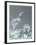 Woodland Blossom-Sarah Cheyne-Framed Giclee Print