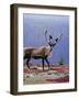 Woodland Caribou on a Ridge During Fall Migration, Quebec, Canada-Charles Sleicher-Framed Photographic Print