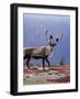 Woodland Caribou on a Ridge During Fall Migration, Quebec, Canada-Charles Sleicher-Framed Photographic Print