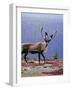 Woodland Caribou on a Ridge During Fall Migration, Quebec, Canada-Charles Sleicher-Framed Photographic Print